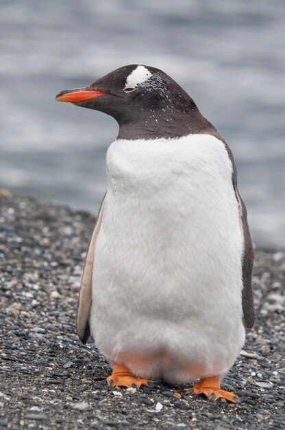 ウシュアイアの海岸のペンギンにクローズアップ