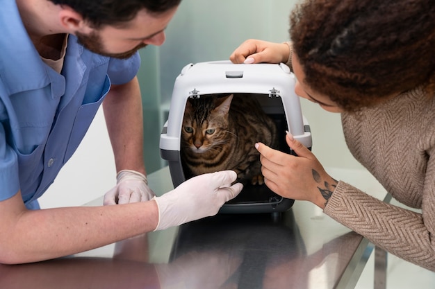 Foto gratuita chiuda in su persone che guardano il gatto