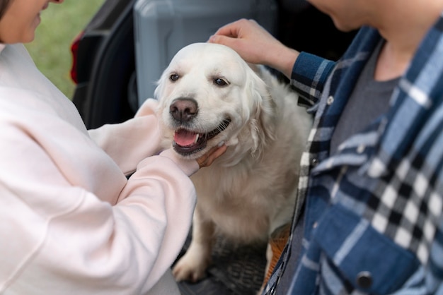 Close up people petting dog