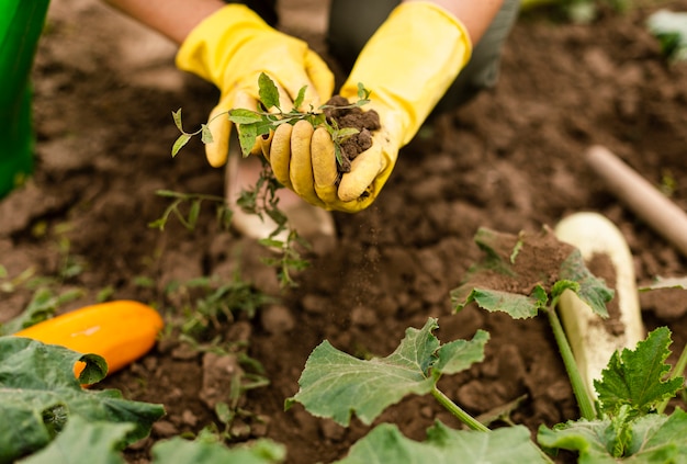 Close-up person caring the crops