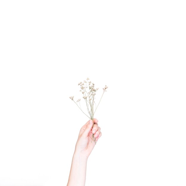 Close-up of a person hand holding flowers on white background