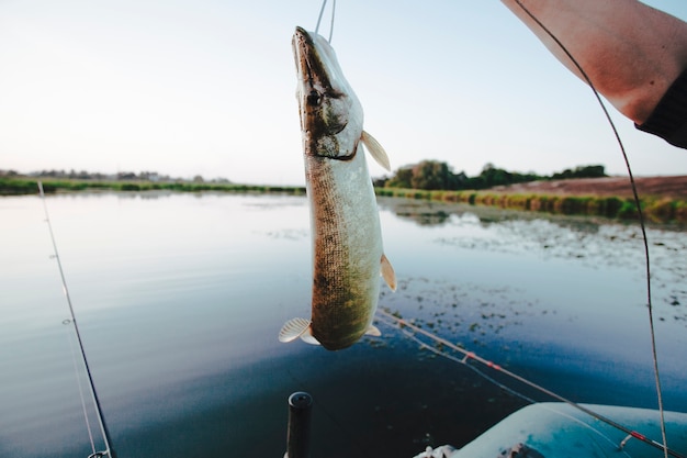 新鮮なを保持している人のクローズアップは、湖の上に手に魚を捕まえた