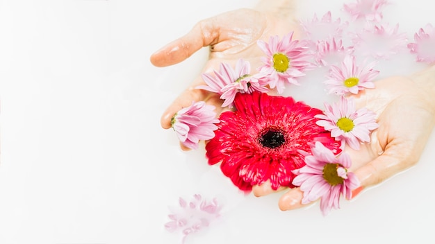 Close-up of a person's hand holding pink and red flowers