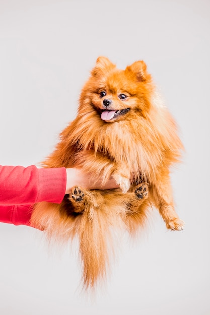 Close-up of person's hand holding red spitz on white backdrop