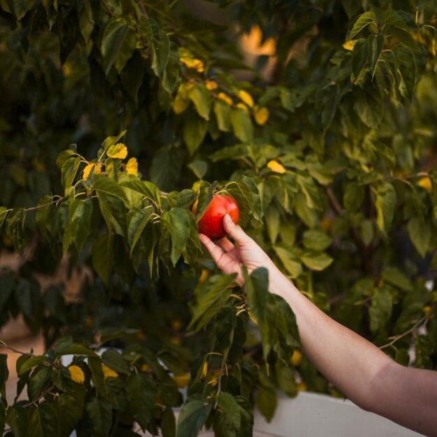 Close-up of a person's hand holding ripe red apple on tree