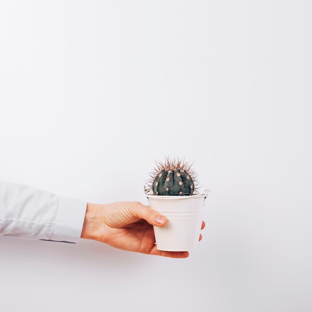 Close-up of a person's hand holding succulent plant on white background