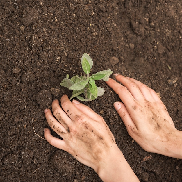 Close-up of a person's hand planting seedling into soil