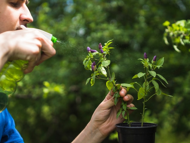 新鮮な植物に水を噴霧する人のクローズアップ