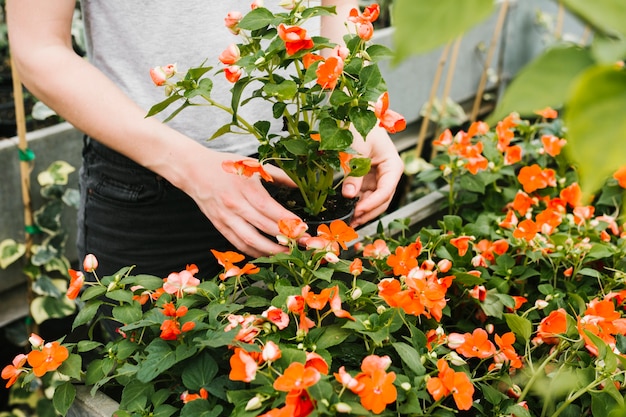 Close up person taking care of plants