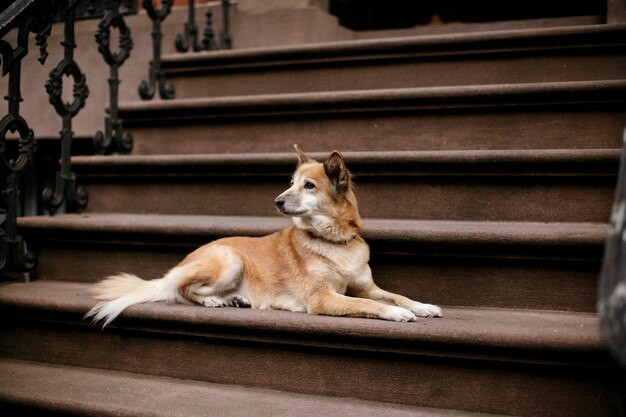 Foto gratuita primo piano sullo stile di vita degli animali domestici