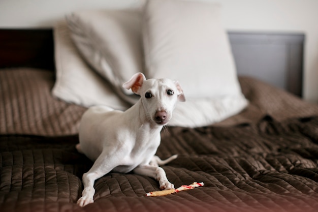 Primo piano sullo stile di vita degli animali domestici