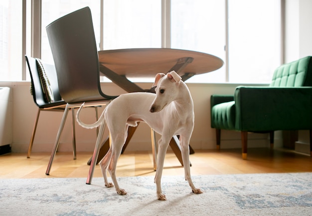 Foto gratuita primo piano sullo stile di vita degli animali domestici