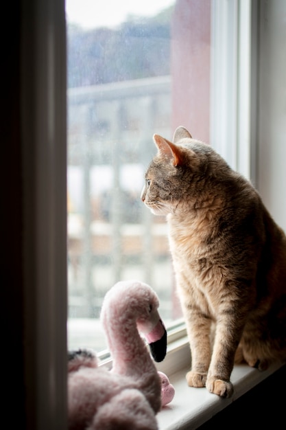 Primo piano sullo stile di vita degli animali domestici