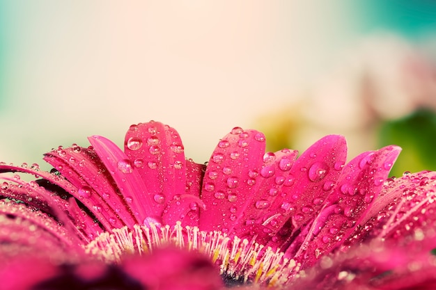 水滴との花びらのクローズアップ