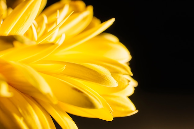 Free photo close-up petals of yellow flower