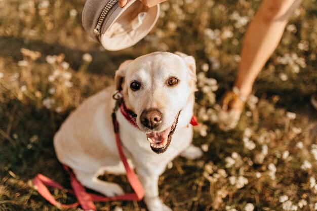 Крупным планом фото собаки с открытым ртом, сидя на траве. Лабрадор в красном ошейнике гуляет по парку.