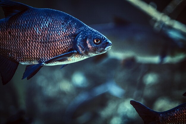 해양 수족관에서 물고기, 수중 생활의 근접 사진