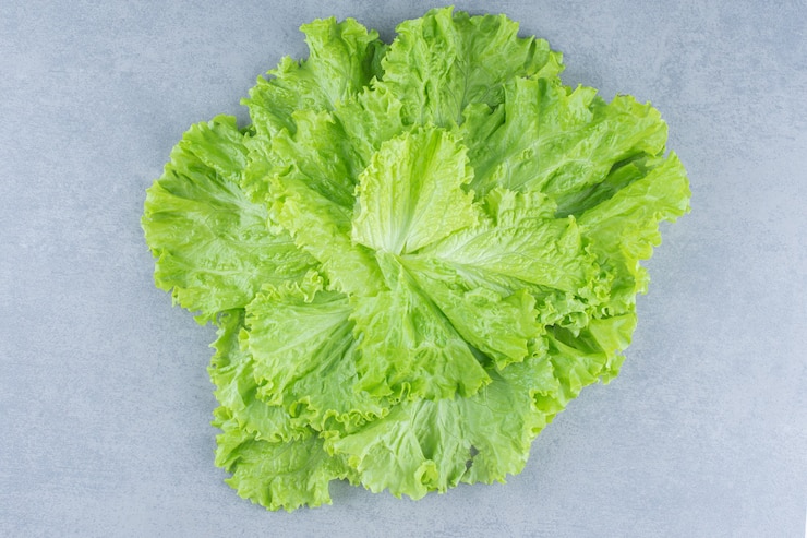 무료 Photo close up photo 회색 배경에 양상추 잎입니다.