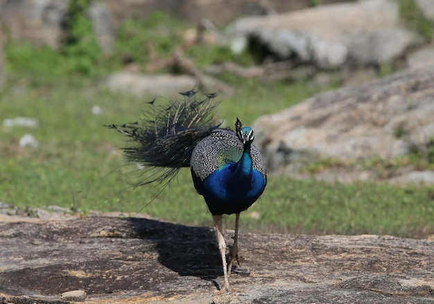 Close-up photo of a male peacock walking over rocks with a folded tail