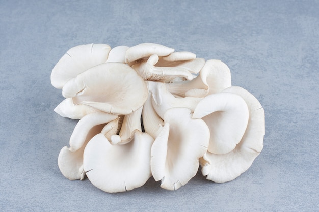 Close up photo of oyster mushroom on grey background. 