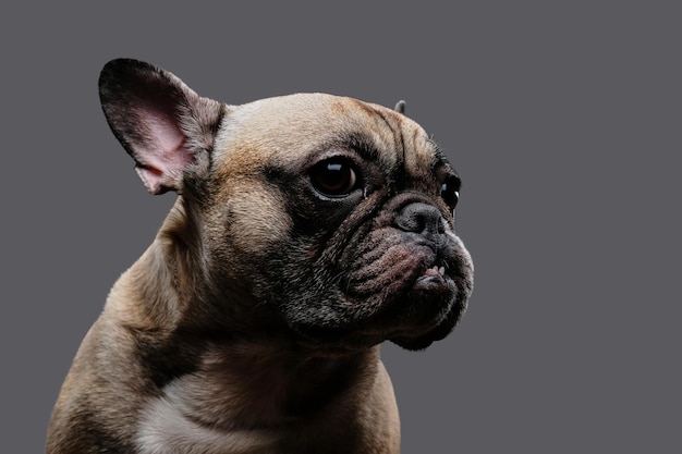 Close-up photo of a sad pug. Isolated on a gray background.