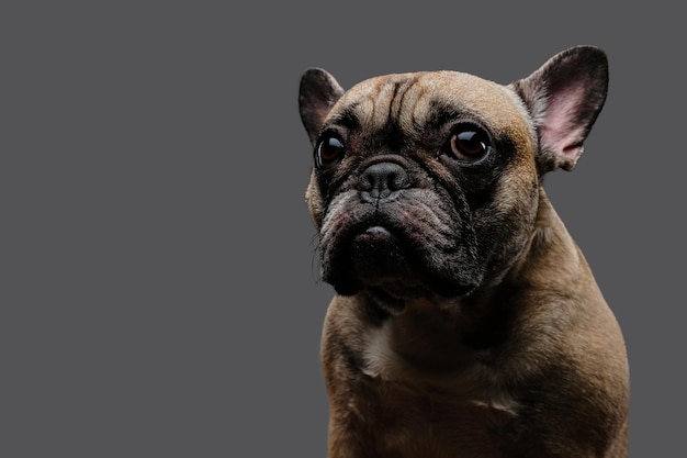 Close-up photo of a sad pug. Isolated on a gray background.