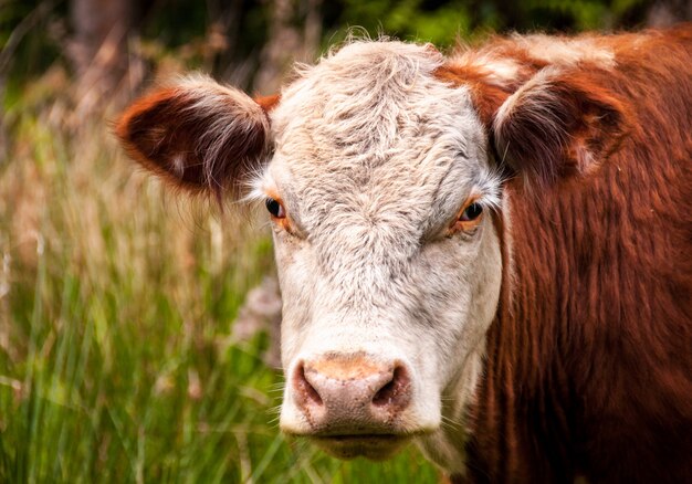 Close-up Photo of White and Brown Cattle