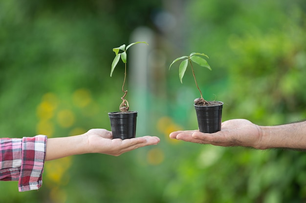 Close up picture of hand holding plant