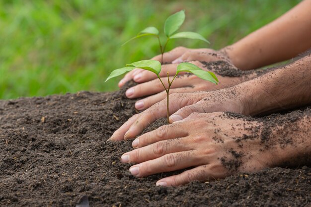 Close up picture of hand holding planting the sapling of the plant