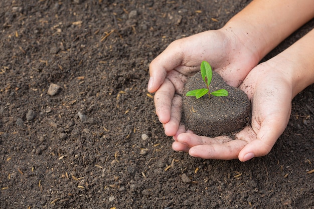 Close up picture of hand holding planting the sapling of the plant