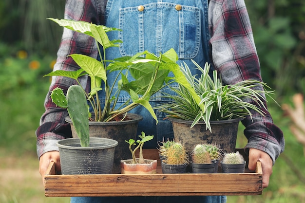 植物のポットでいっぱいの木製トレイを持っている手の写真を閉じる