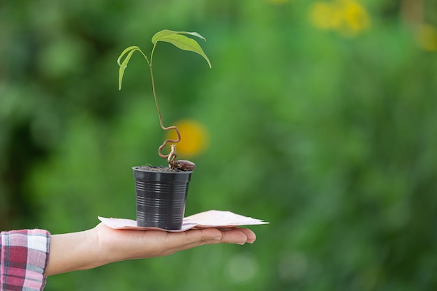 Free photo close up picture of a pot of plant and money put on hand