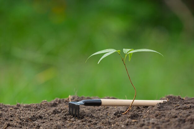 Close up picture of the sapling of the plant is growing