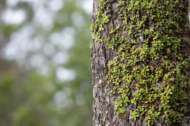 close up picture of trunk of fresh tree
