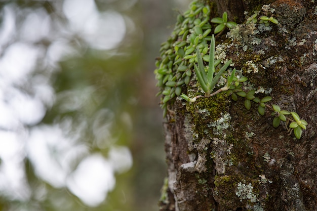 close up picture of trunk of fresh tree