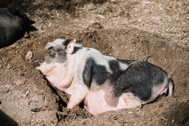 Close-up of a pig sleeping in the soil