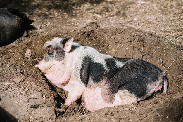 Close-up of a pig sleeping in the soil