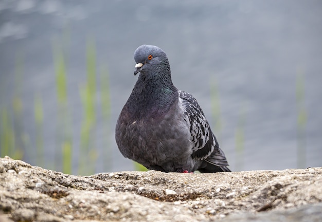 Close up of pigeon sitting on rock
