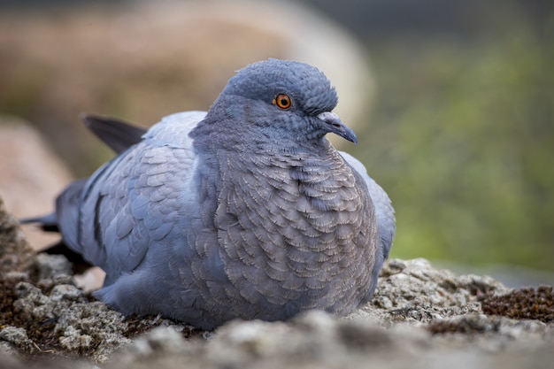 岩の上に座っている鳩のクローズアップ