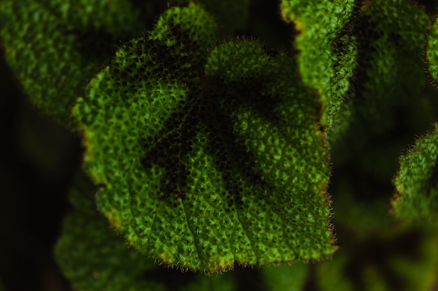 Free photo close-up pimply leaves