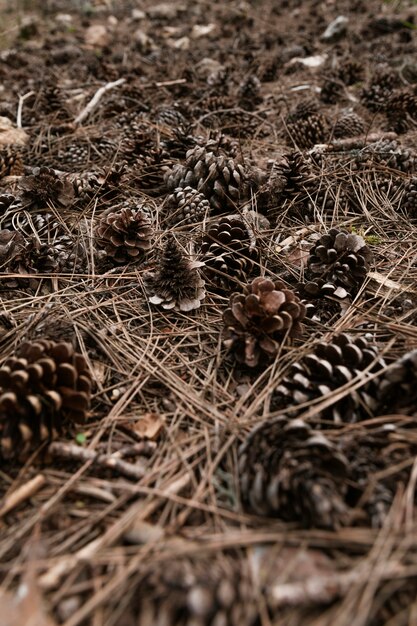 close up pine cones in nature