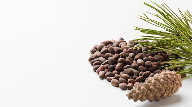 Free photo close-up pine seeds with copy space