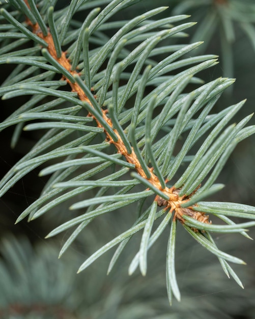 Close-up pine tree branch
