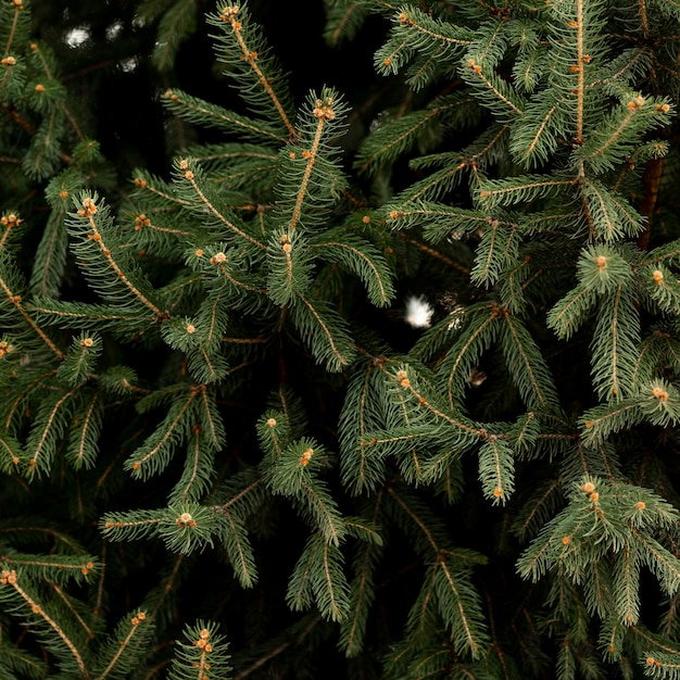 Free photo close-up of pine tree