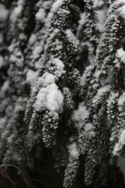 Close-up pine trees with snow