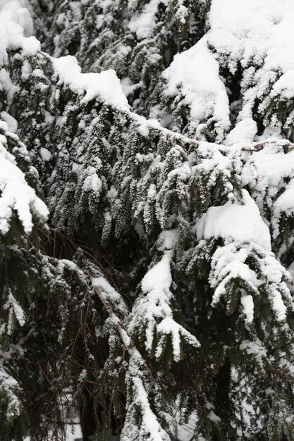 Close-up pine trees with snowy branches