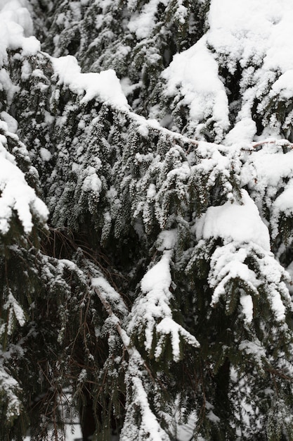 Крупный план сосен со снежными ветвями