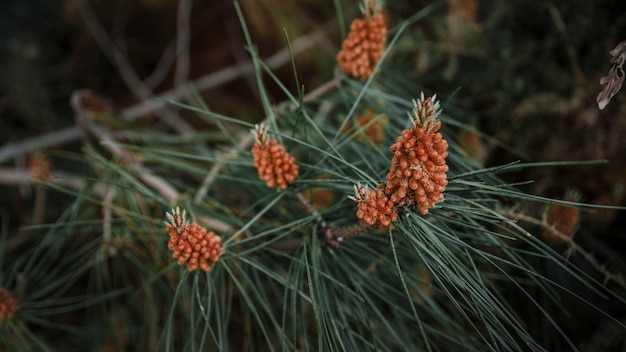 木の上に成長するpineconesのクローズアップ