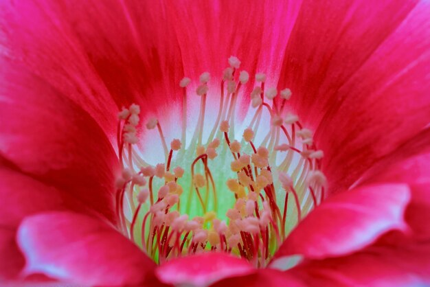 Close up of pink cactus flower