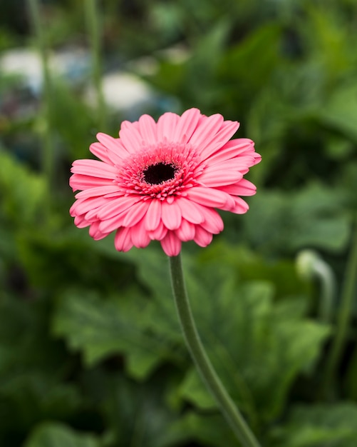 Close up pink daisy in the garden